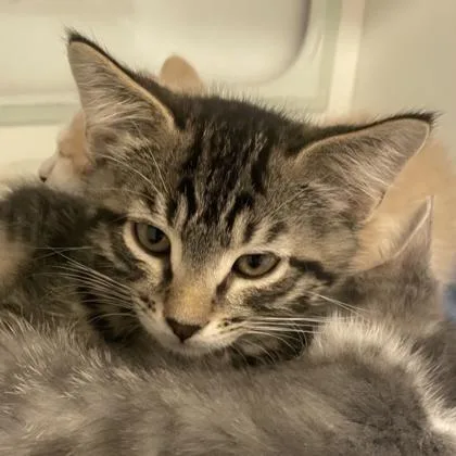 A baby small-sized female Domestic Short Hair cat named Yankee for adoption in Voorhees, NJ