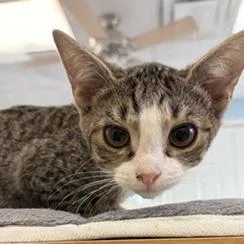 A baby small-sized female Gray / Blue / Silver Domestic Short Hair cat named Michonne for adoption in Greensboro, GA