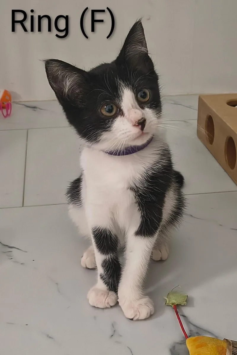 A baby medium-sized female Domestic Short Hair cat named Ring for adoption in Saugerties, NY