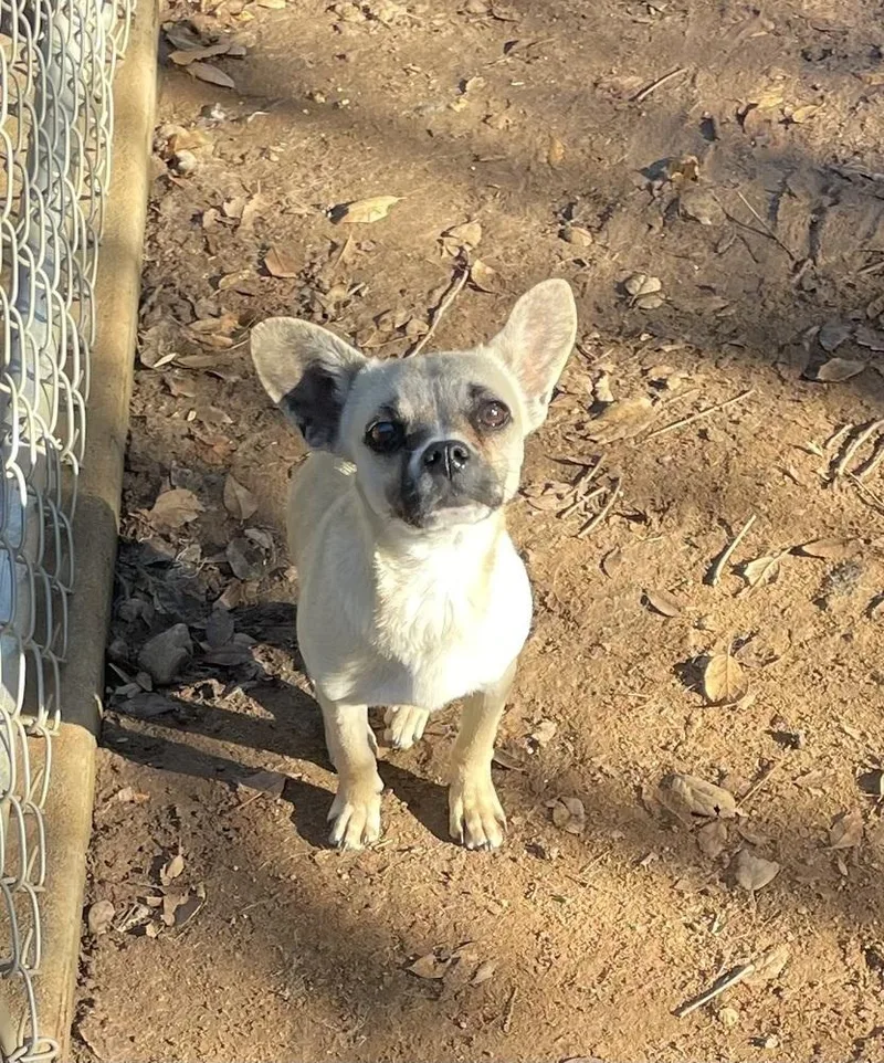 An adult small-sized male Chihuahua dog named Toby for adoption in Bonita, CA