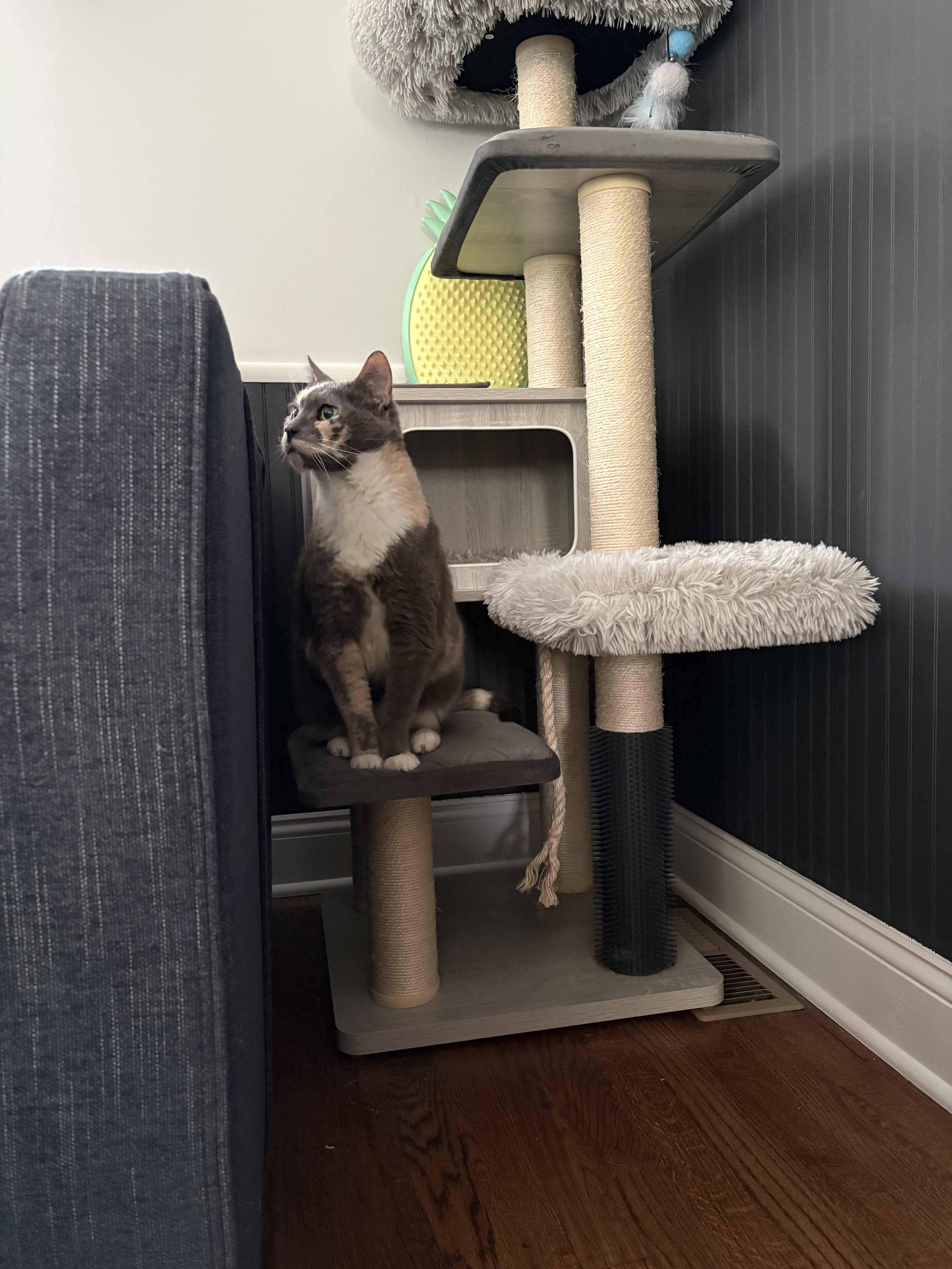 A senior medium-sized female Dilute Tortoiseshell Domestic Short Hair cat named Eddie for adoption in Weehawken, NJ