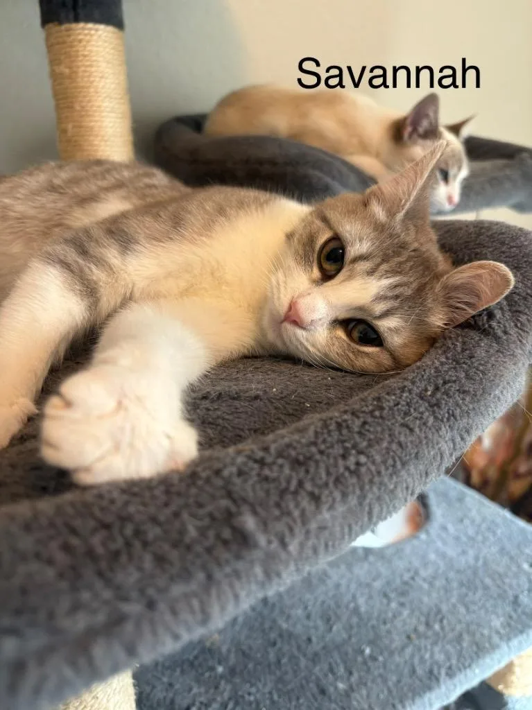 Savannah thumbnail 2