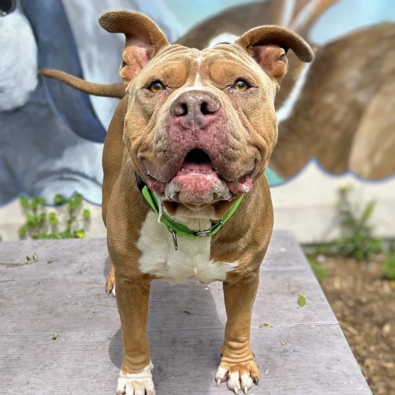 A senior large-sized male Pit Bull Terrier dog named Chex for adoption in Oakland, CA