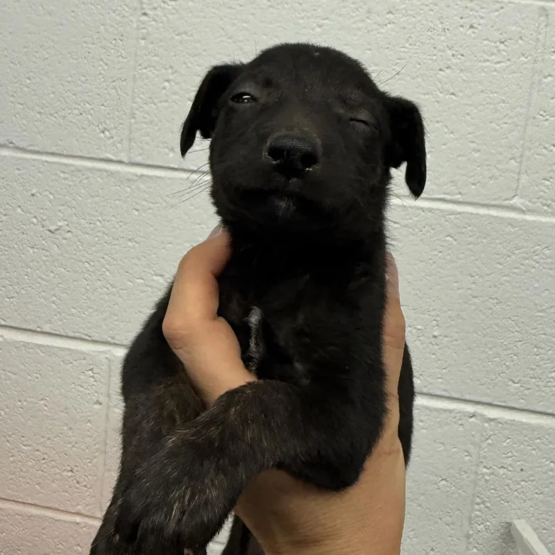 A baby small-sized female Brindle Dutch Shepherd dog named Cassi for adoption in Evensville, TN