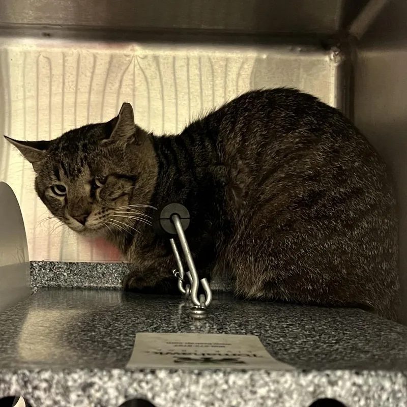 An adult medium-sized male Gray / Blue / Silver Domestic Short Hair cat named Pizza for adoption in Lufkin, TX