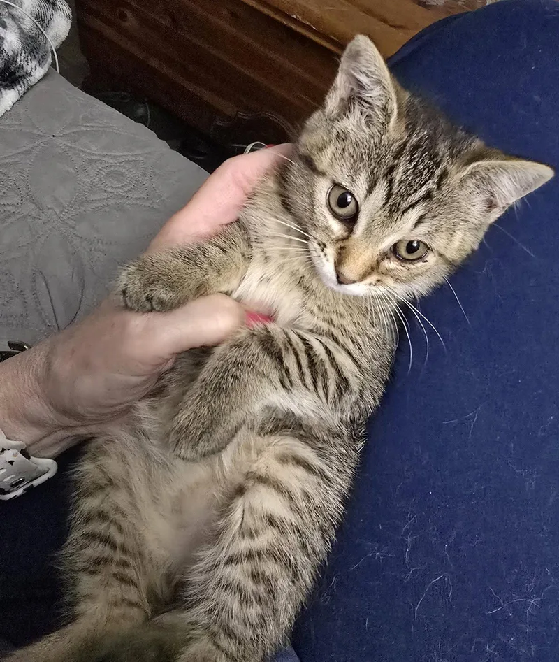 A baby medium-sized female Domestic Short Hair cat named Cherry Soda for adoption in Trenton, NJ