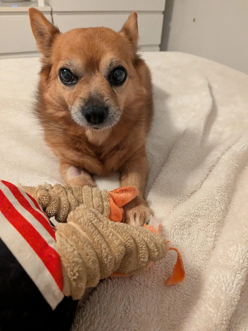 A senior small-sized female Collie dog named Sassy for adoption in Aurora, CO