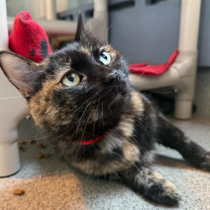 A senior medium-sized female Tortoiseshell Domestic Short Hair cat named Belle for adoption in Chicago, IL