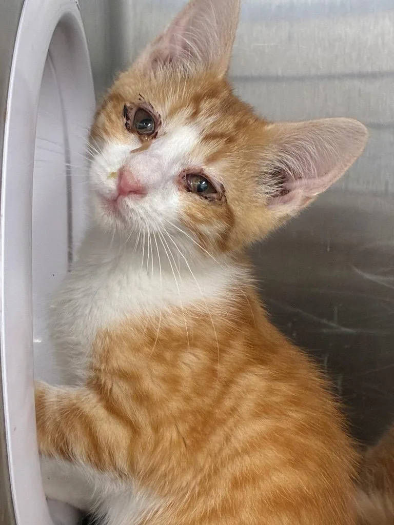 A baby small-sized male Domestic Short Hair cat named Porky for adoption in Hartsville, SC