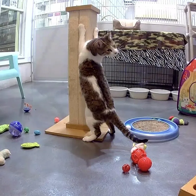 Tomtom & Silas thumbnail 2