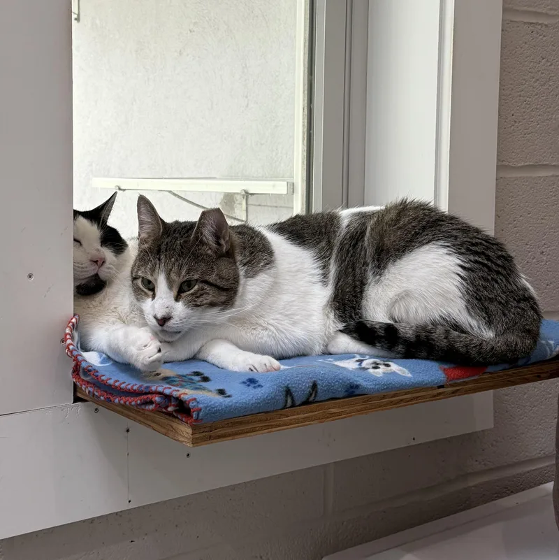 Tomtom & Silas thumbnail 3