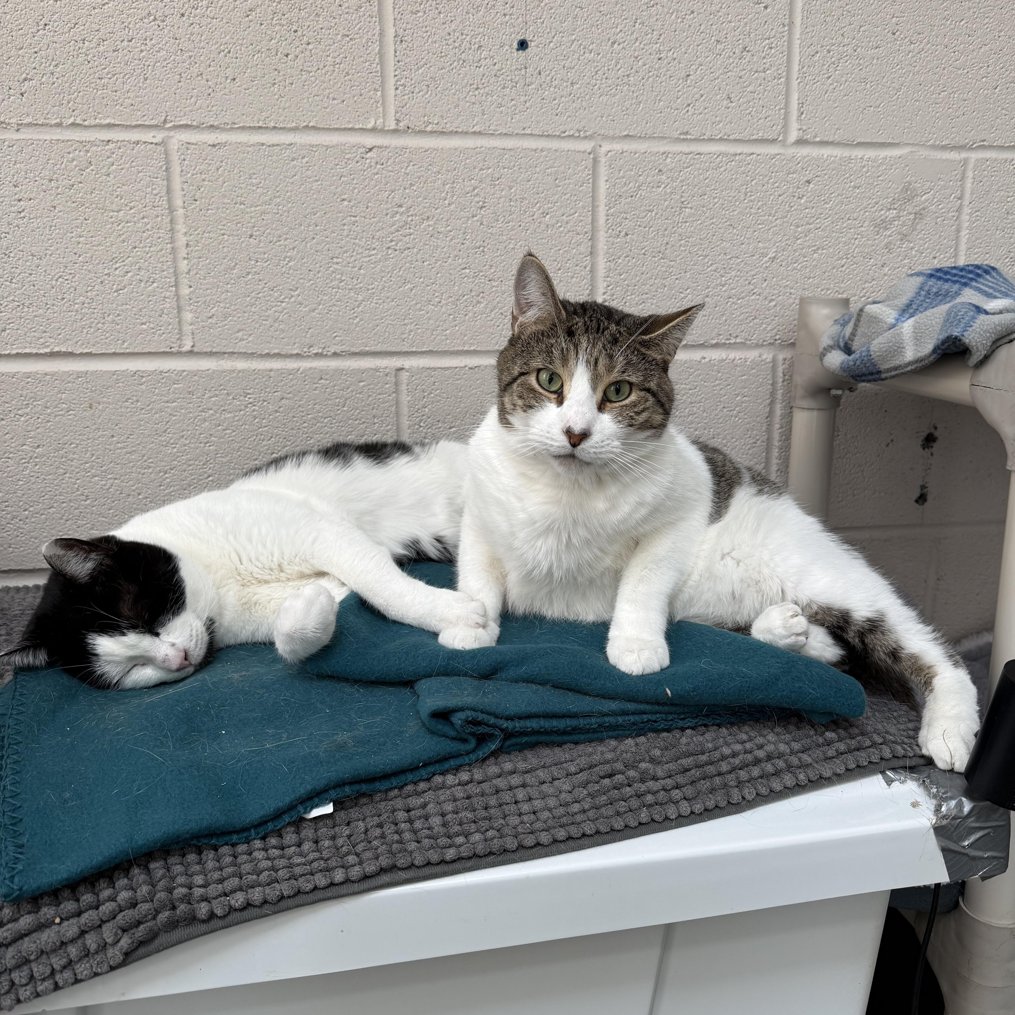 Tomtom & Silas thumbnail 4