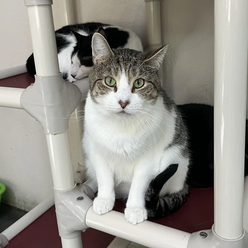 Tomtom & Silas thumbnail 5