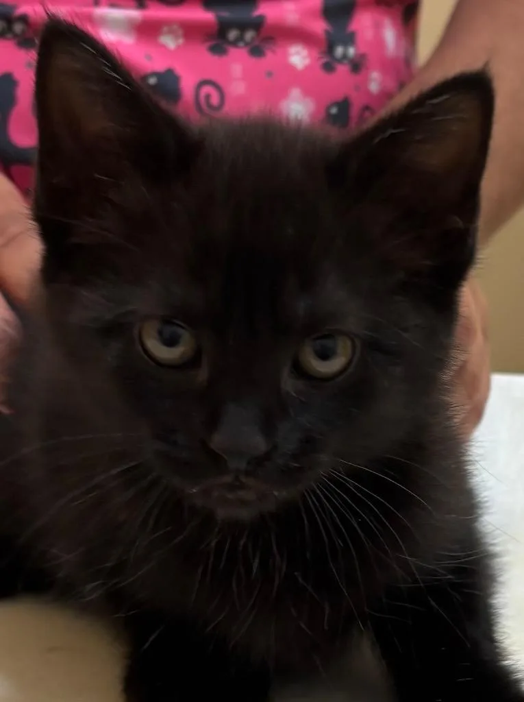 A baby small-sized female Domestic Short Hair cat named Thistle for adoption in Elizabethton, TN