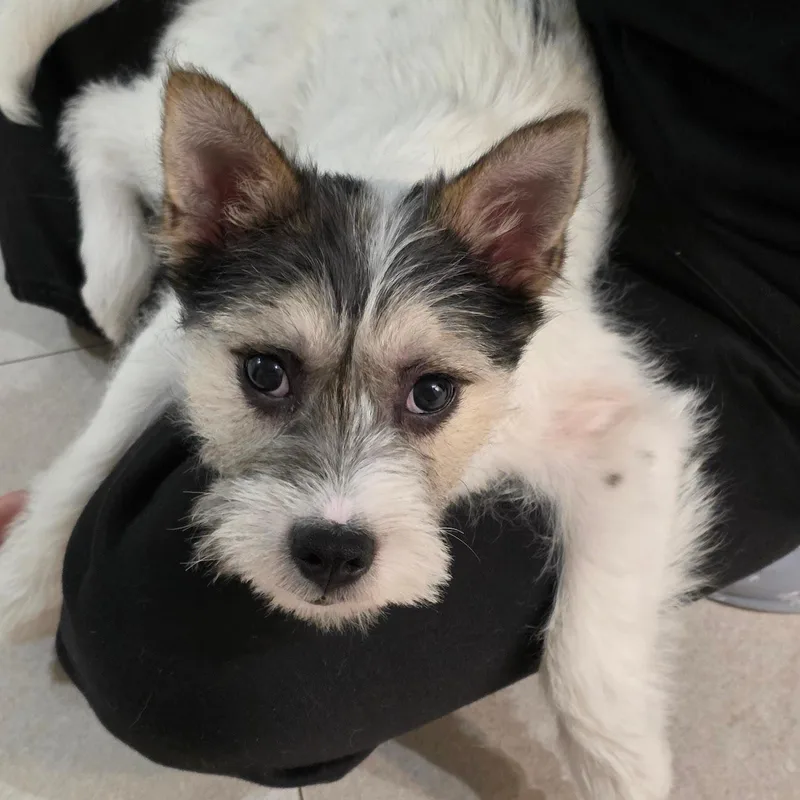A baby small-sized male Jack Russell Terrier dog named Panda for adoption in DANVERS, MA