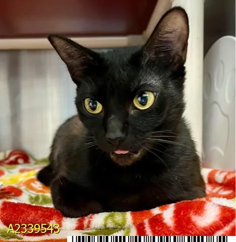 A young medium-sized female Domestic Short Hair cat named Madeline for adoption in West Palm Beach, FL