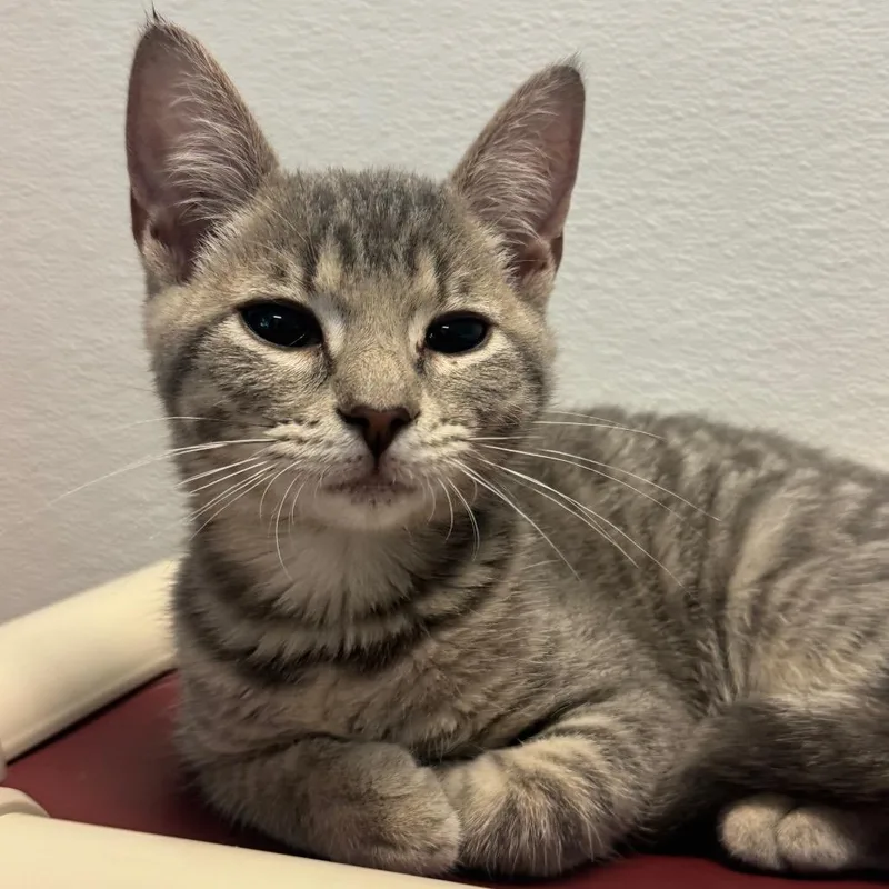 A baby small-sized female Gray / Blue / Silver Domestic Short Hair cat named Ziti for adoption in Decatur, GA