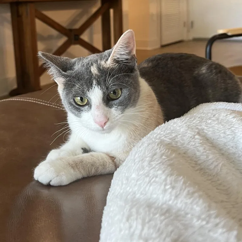 A baby small-sized female Calico Domestic Short Hair cat named Swirl for adoption in Long Beach, CA