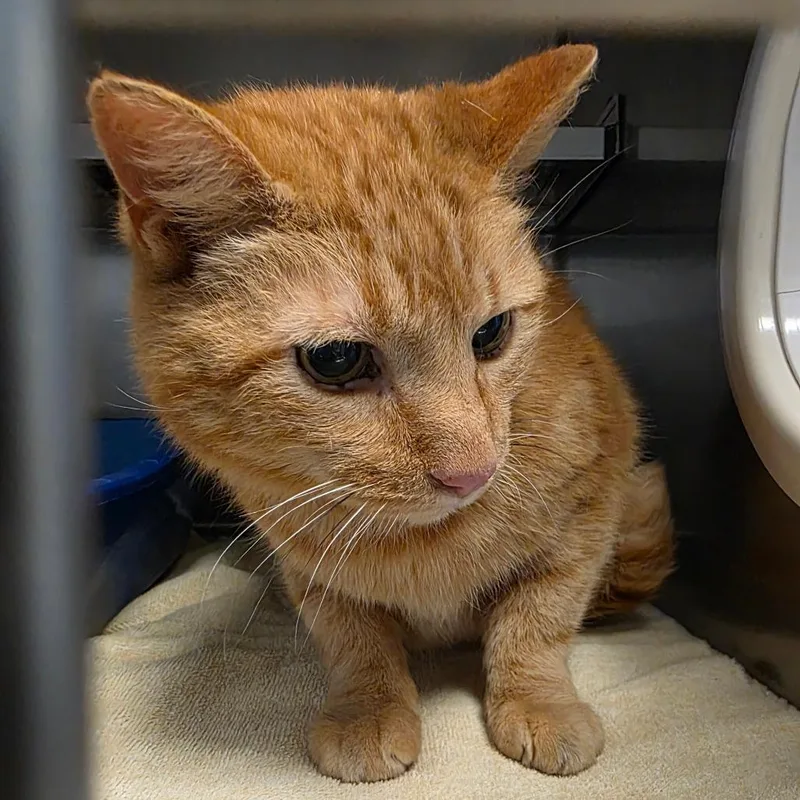 An adult large-sized male Orange / Red Domestic Short Hair cat named Gustavo for adoption in Bristol, IN