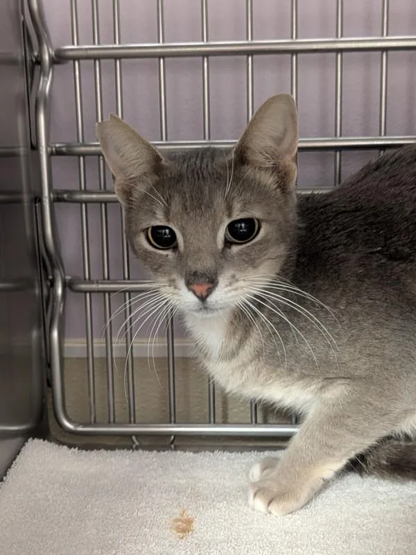 A young small-sized female Domestic Short Hair cat named Stormi for adoption in Vancouver, WA