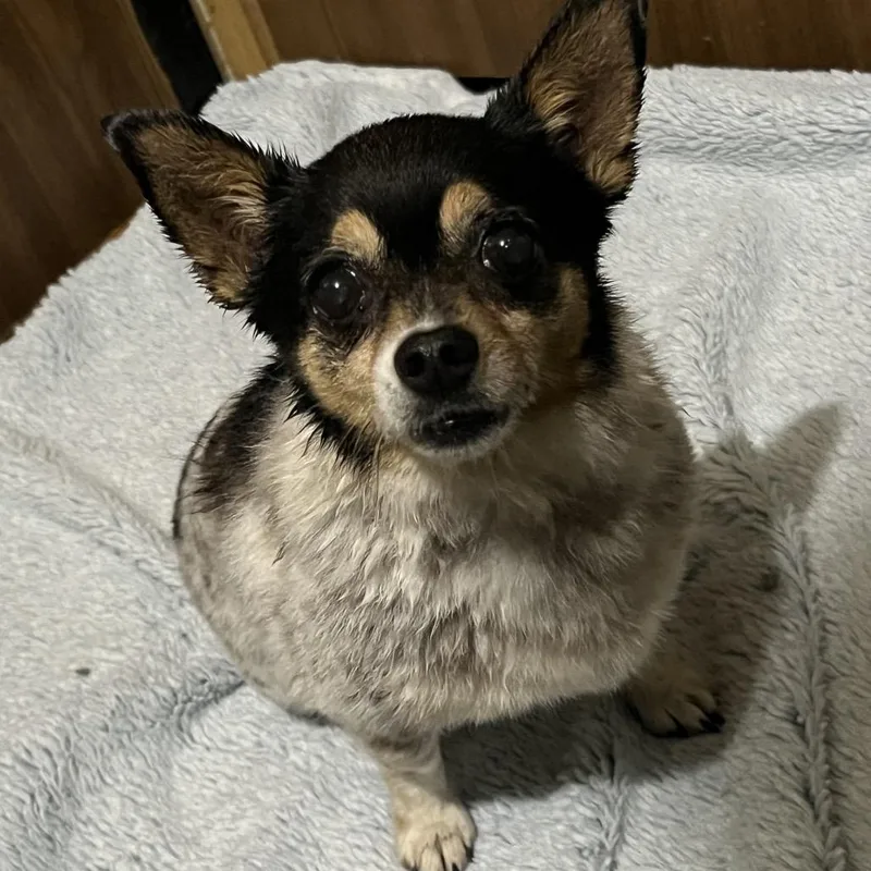 A senior small-sized female White / Cream Chihuahua dog named Sandy for adoption in Mount Gilead, NC
