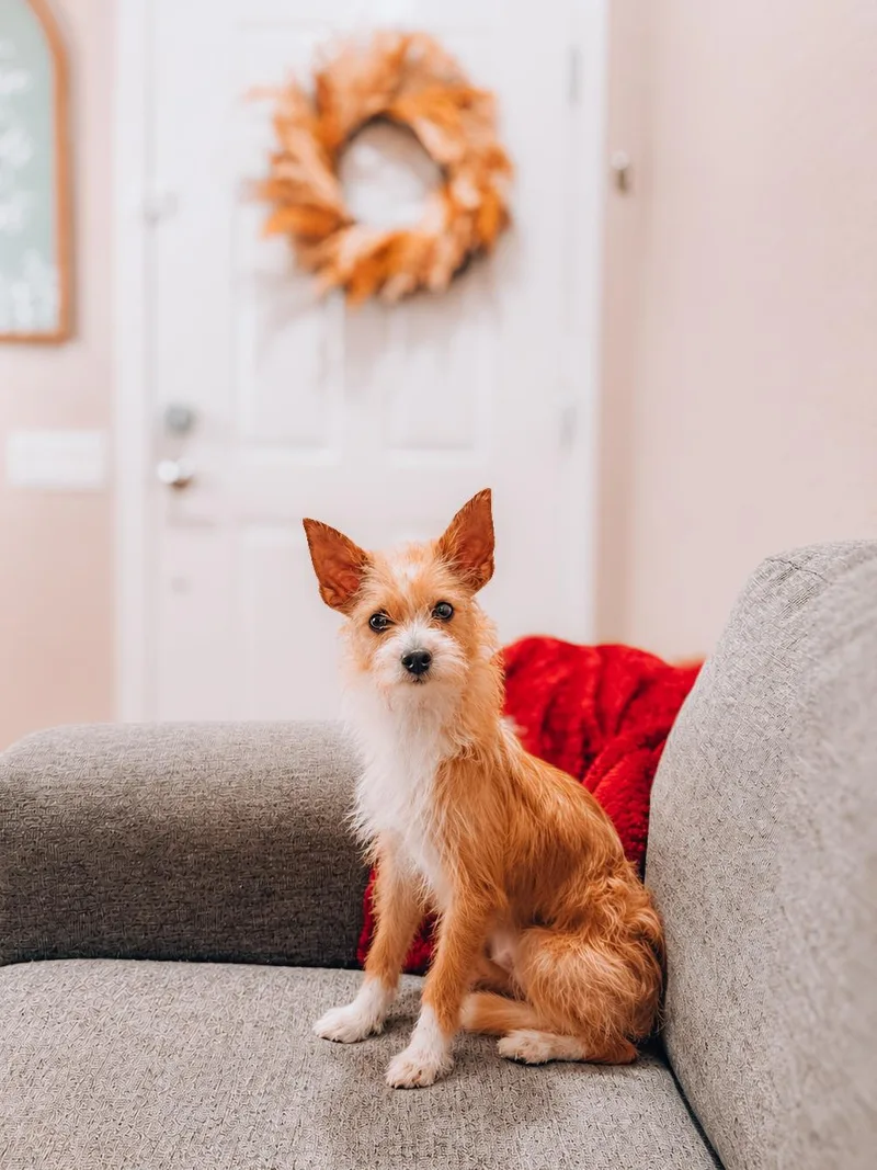 A young small-sized female Terrier dog named Mittens for adoption in Goodyear, AZ