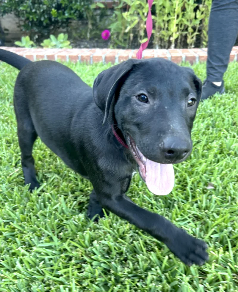 A baby medium-sized male Mixed Breed dog named Finnegan for adoption in Bryan, TX