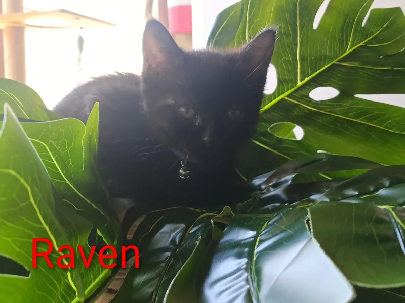 A baby small-sized female Black Domestic Short Hair cat named Raven for adoption in Orange, CA