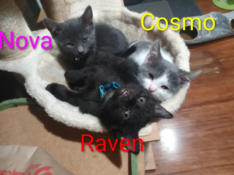 Raven thumbnail 2