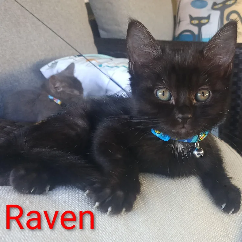 Raven thumbnail 3