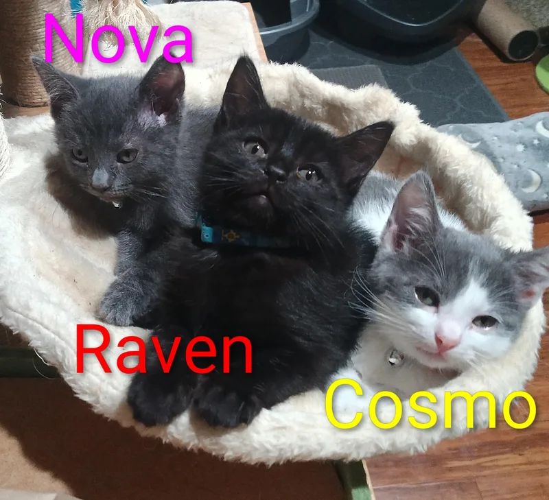 Raven thumbnail 4