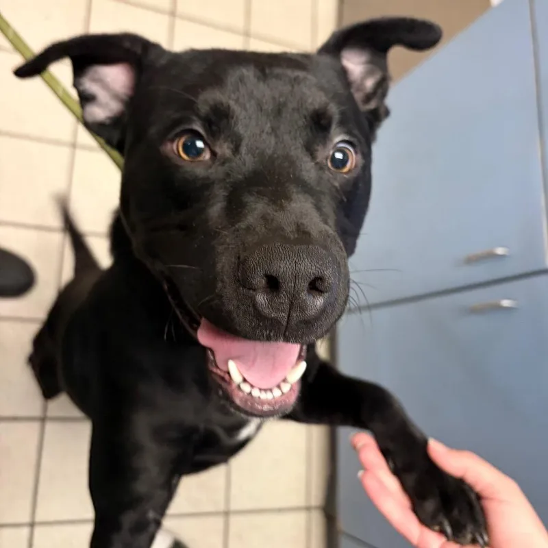 A young medium-sized male Black Mixed Breed dog named Washington for adoption in Charleston, WV