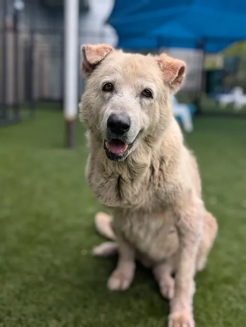 An adult large-sized male Labrador Retriever dog named Moose for adoption in Dallas, TX