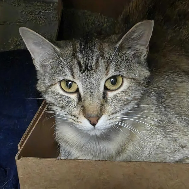 A young medium-sized female Torbie Domestic Short Hair cat named Delphine for adoption in Milan, IL