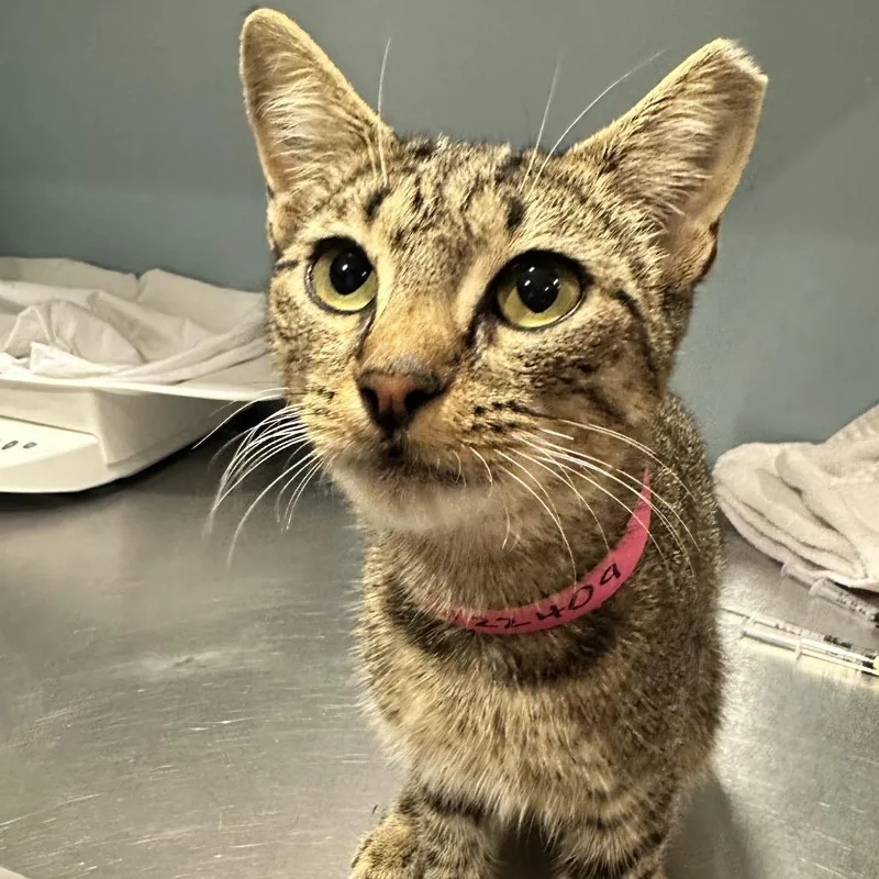 A young medium-sized female Gray / Blue / Silver Domestic Short Hair cat named Kristie for adoption in Chattanooga, TN