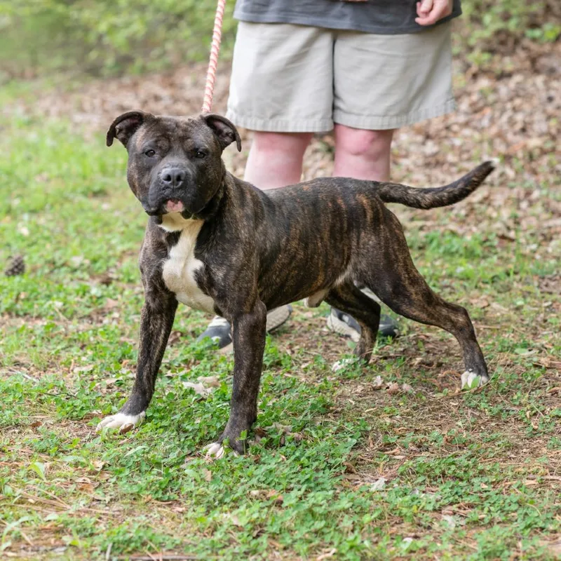 An adult medium-sized male Brindle Pit Bull Terrier dog named Brutus for adoption in Bartlett, TN