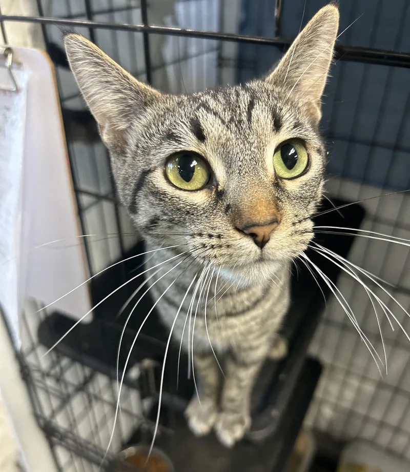 A baby medium-sized female Tabby (Brown / Chocolate) Domestic Short Hair cat named Tela for adoption in Mokena, IL