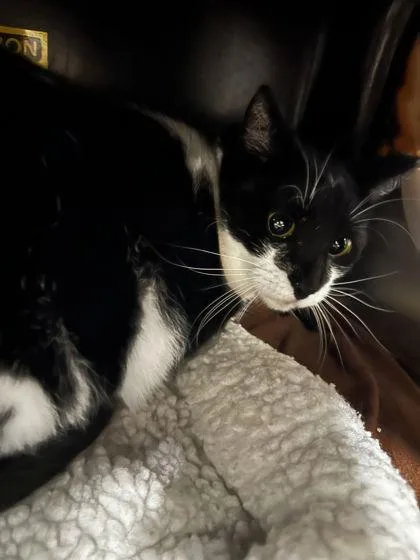 An adult medium-sized female Domestic Short Hair cat named Claudine for adoption in Shawano, WI
