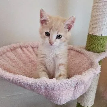 A baby small-sized female Domestic Short Hair cat named Minnie Rabbit for adoption in Cincinnati, OH