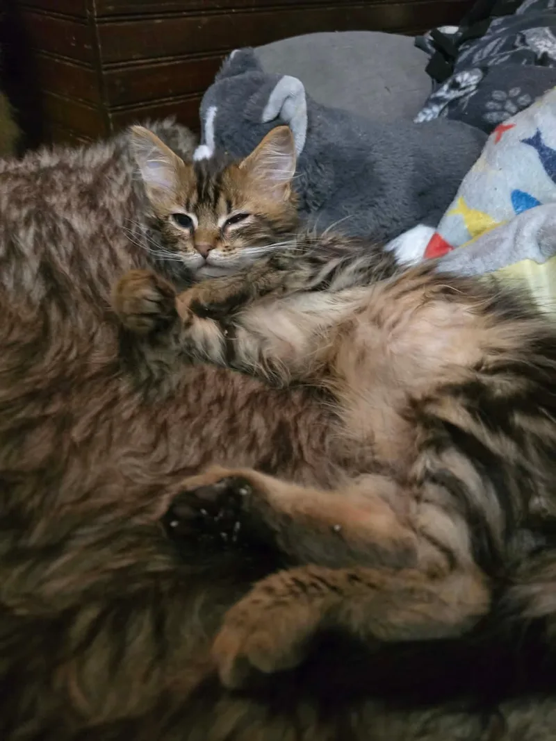 A baby medium-sized male Domestic Short Hair cat named Buford for adoption in hinckley, IL