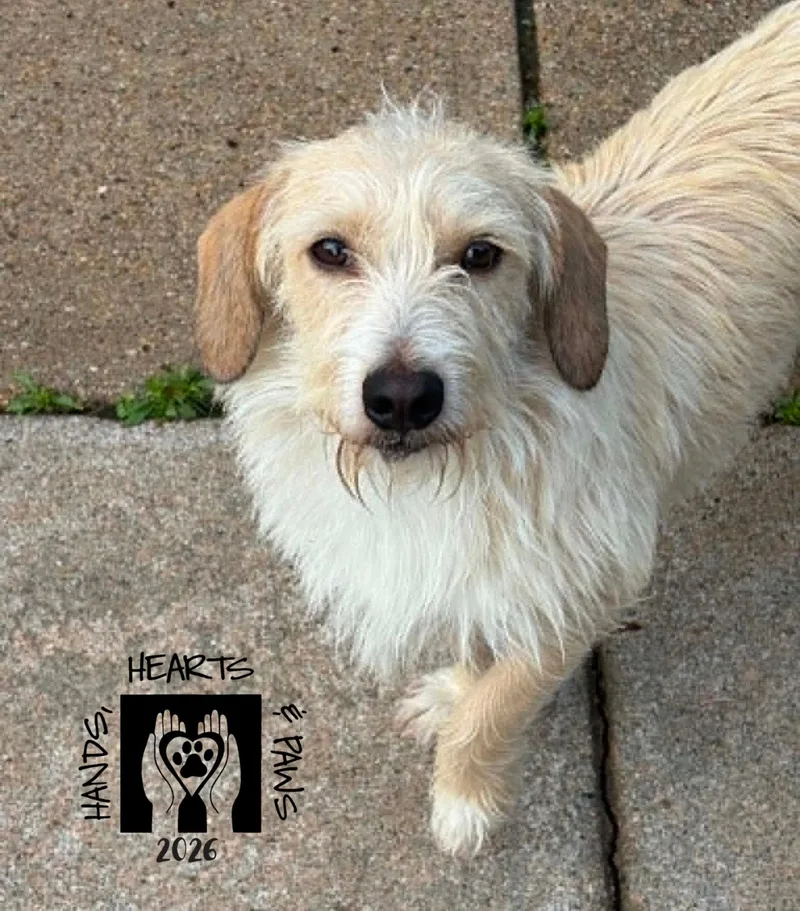 A young small-sized male White / Cream Wirehaired Dachshund dog named Levi for adoption in Omaha, NE