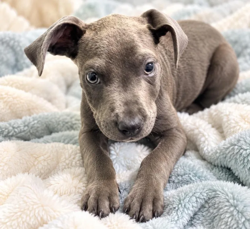 A baby large-sized male Cane Corso dog named Porkchop for adoption in Hardeeville, SC