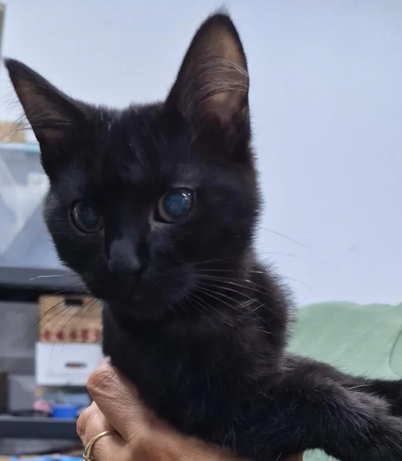 A baby medium-sized female Domestic Short Hair cat named Felicia for adoption in St. Cloud, MN