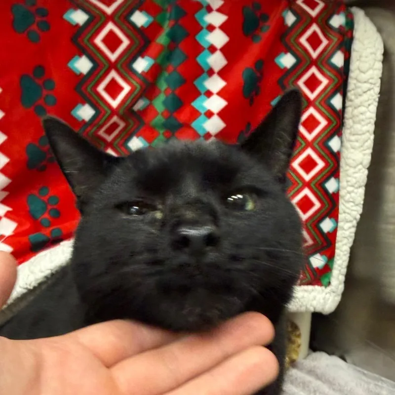 A senior extra large-sized male Black Domestic Short Hair cat named Meatloaf for adoption in Mentor, OH