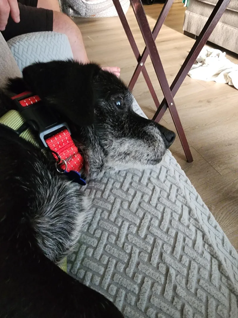 A senior medium-sized male Mixed Breed dog named Charlie for adoption in Columbia, MD