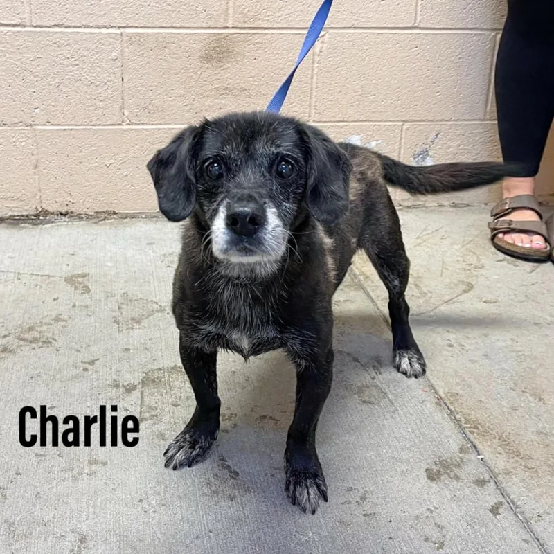 Charlie thumbnail 2