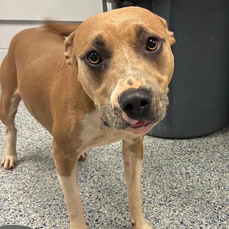 An adult medium-sized female Mixed Breed dog named Bella for adoption in Greenville, SC