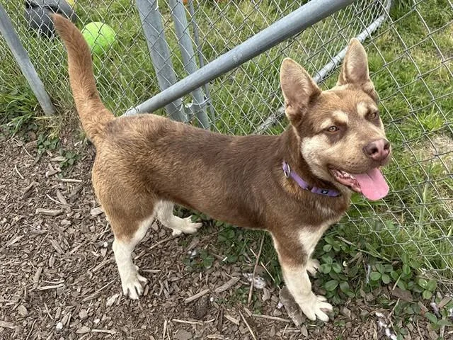 A young large-sized male Husky dog named Bagel for adoption in McKinleyville, CA