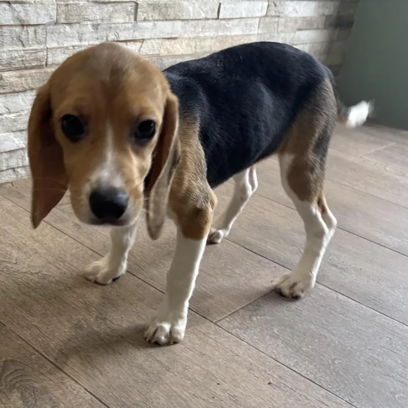 A baby small-sized female Yellow / Tan / Blond / Fawn Beagle dog named FOG aka Angelina for adoption in LOXAHATCHEE, FL