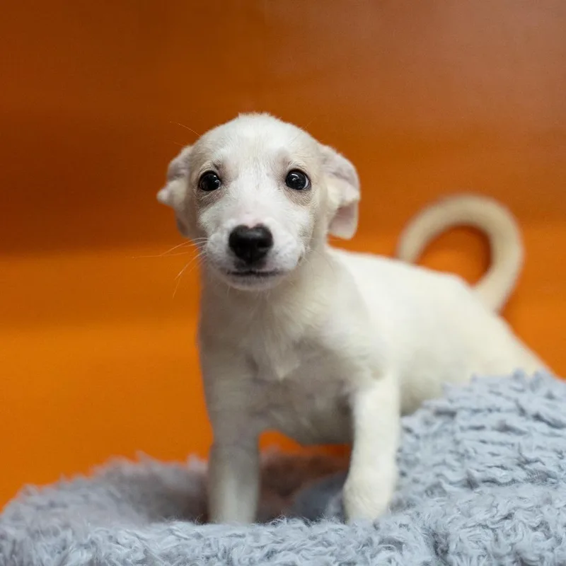 A baby medium-sized female White / Cream Husky dog named Cinnamon for adoption in Gainesville, GA